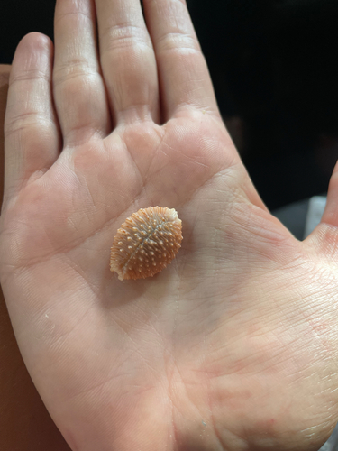 Nucleolaria granulata observed 2026-09-19