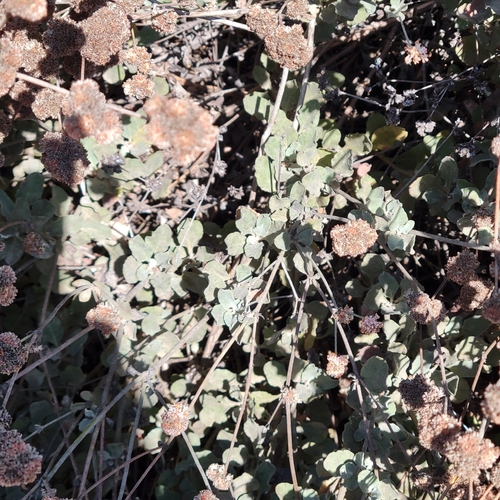 Eriogonum cinereum