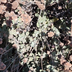 Eriogonum cinereum