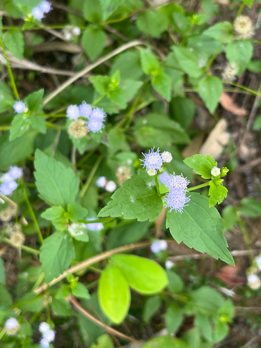 Praxelis clematidea, photograph 5