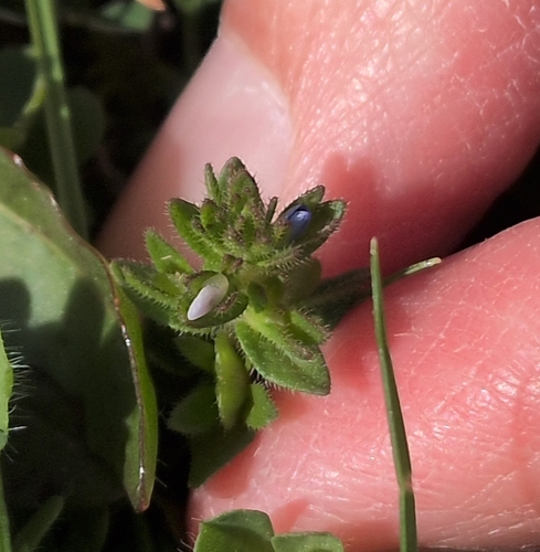 Veronica arvensis, photograph 4