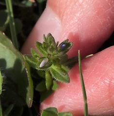 Veronica arvensis, photograph (c) Nic Charlton, some rights reserved (CC BY)