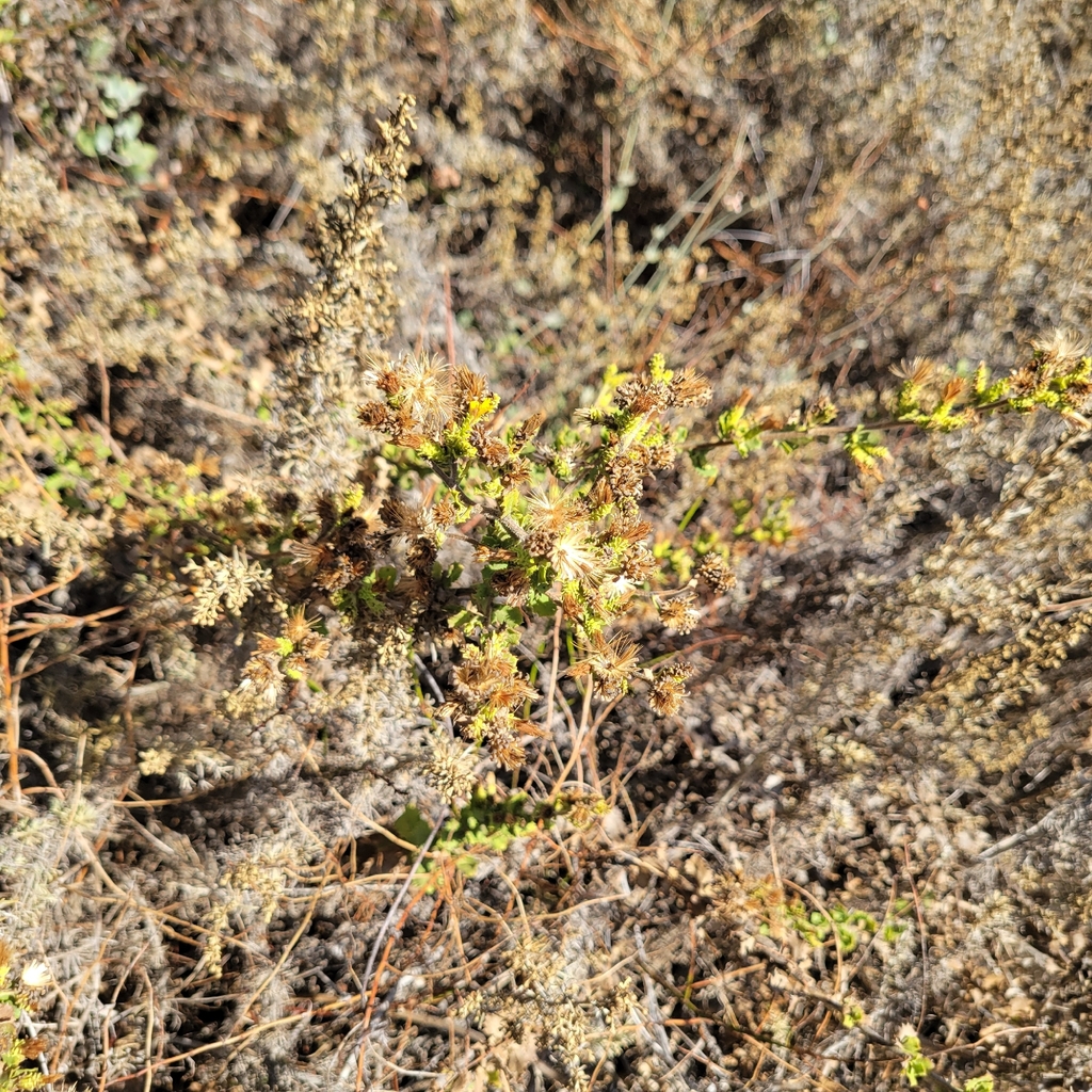 Hazardia squarrosa; photograph author not stated, no rights reserved