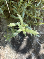 Saxifraga tricuspidata, photograph (c) Matt Berger, some rights reserved (CC BY)