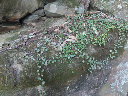 Pyrrosia rupestris