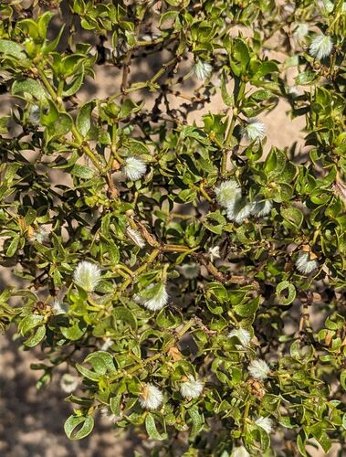 Creosote Bush