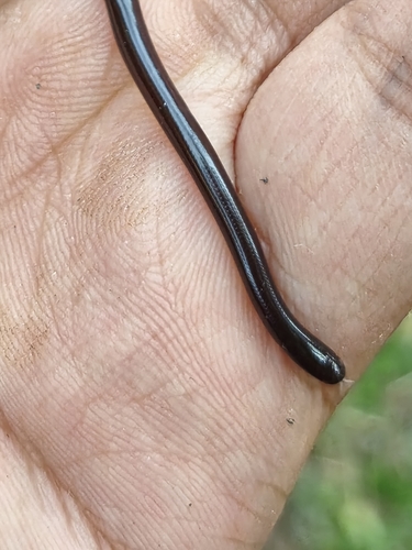 Brahminy Blindsnake
