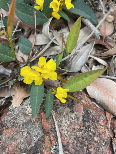 Lance-leaved Cassia