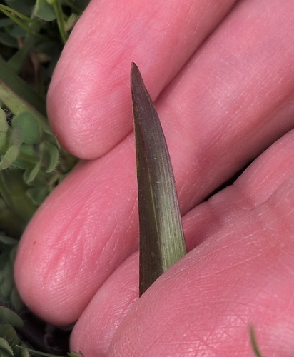 Stenotaphrum secundatum, photograph 3