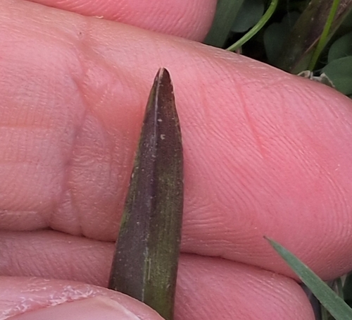 Stenotaphrum secundatum, photograph 4