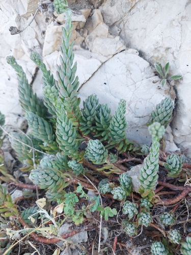 Petrosedum sediforme, photograph 4