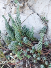 Petrosedum sediforme, photograph (c) Mario Garofano, some rights reserved (CC BY)