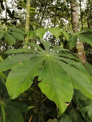 Sterculia apetala