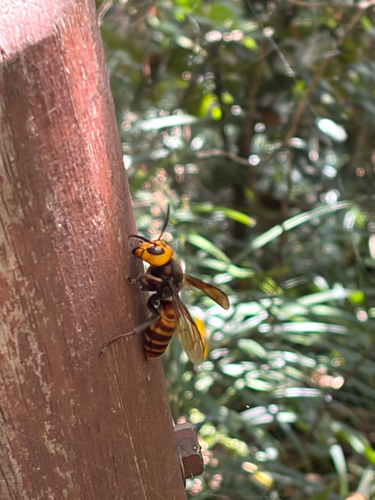 Asian Giant Hornet
