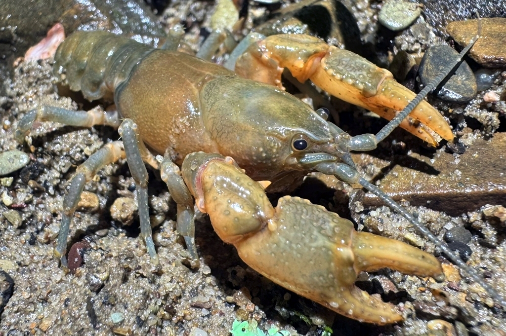 Spiny Scale Crayfish