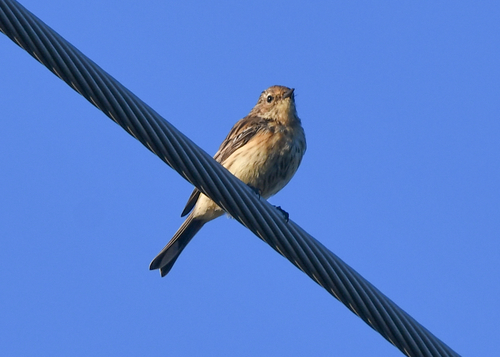 Myrtle Warbler
