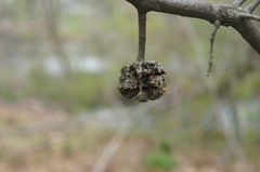 Callirhytis quercuscornigera