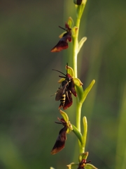 Ophrys insectifera