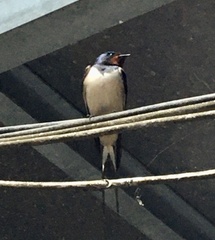 Hirundo rustica