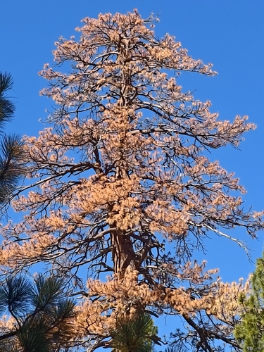 iNaturalist observation photo of Coulter pine