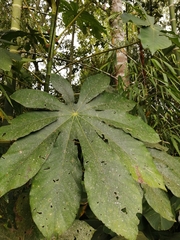 Sterculia apetala