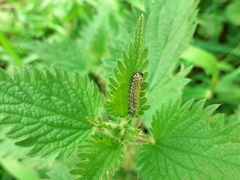 Periclista pubescens