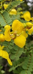 Senna auriculata