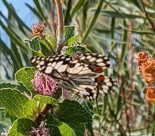 Lime Swallowtail