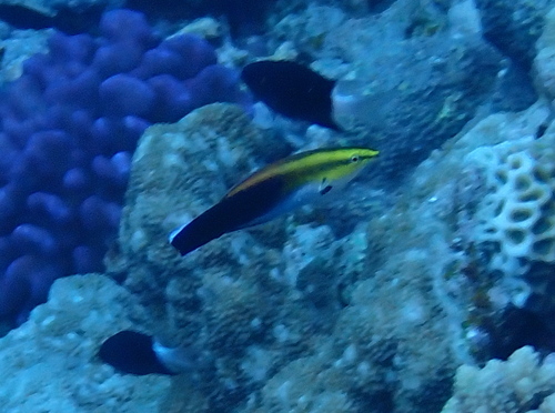 Labroides pectoralis observed 2026-09-03