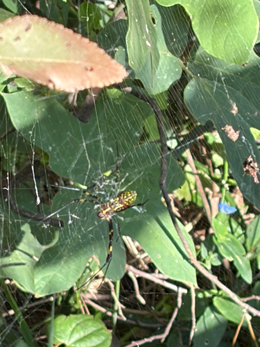 Joro Spider