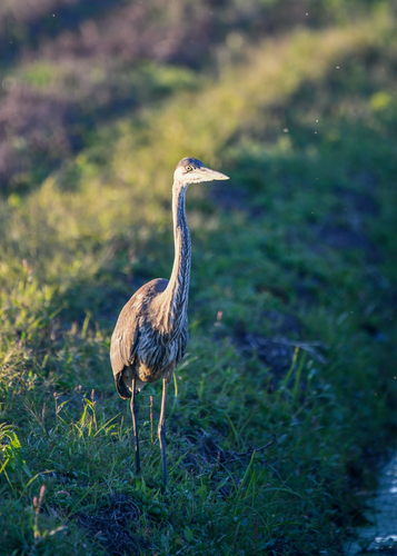 Great Blue Heron