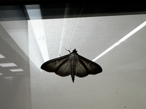 Box Tree Moth