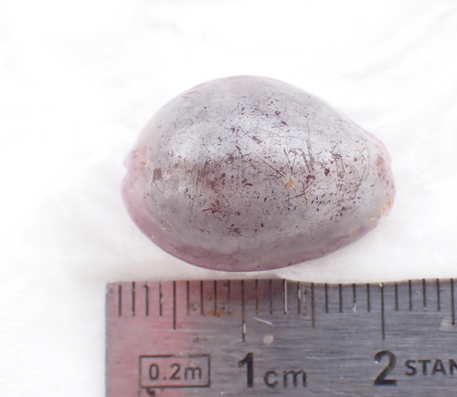 Cypraea poraria observed 2026-09-03