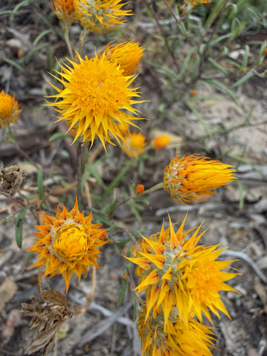orange immortelle