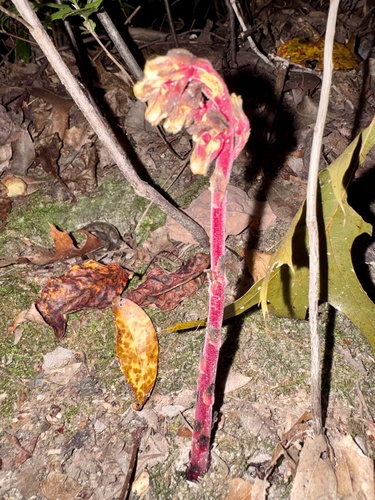 Hairy Pinesap