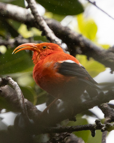 Vestiaria coccinea observed 2026-09-19