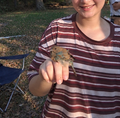 Indigo Bunting