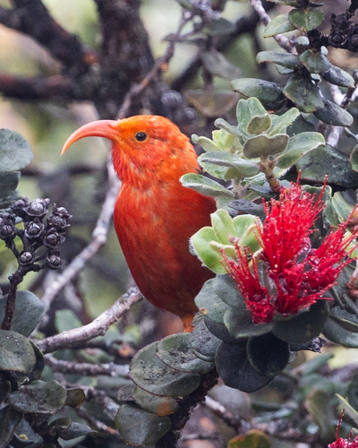 Vestiaria coccinea observed 2026-09-19