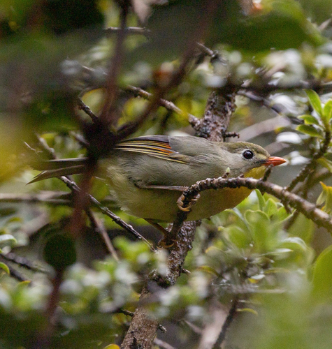Leiothrix lutea observed 2026-09-19