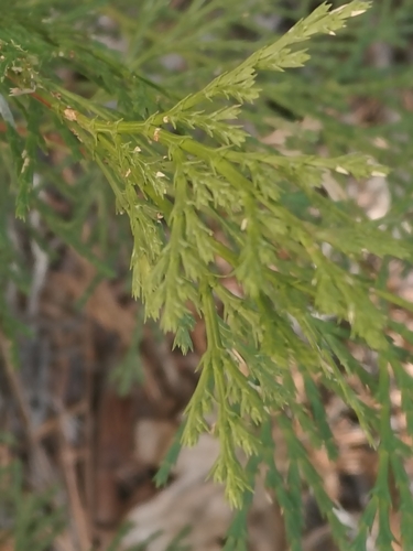 iNaturalist observation photo of California incense-cedar