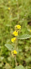 Waltheria indica, photograph (c) Rohit Naniwadekar, some rights reserved (CC BY)