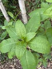 Pokeweed mosaic virus
