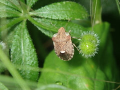 Dyroderes umbraculatus