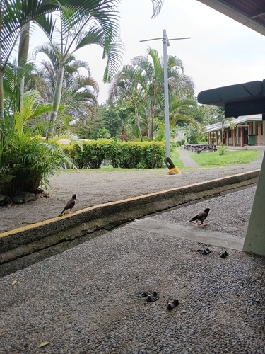 Common Myna