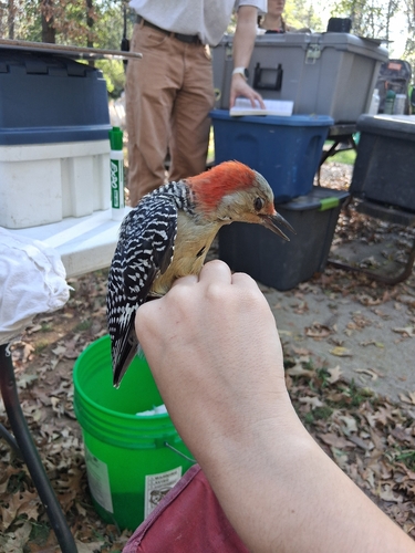 Red-bellied Woodpecker