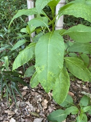 Pokeweed mosaic virus