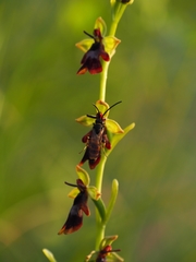 Ophrys insectifera