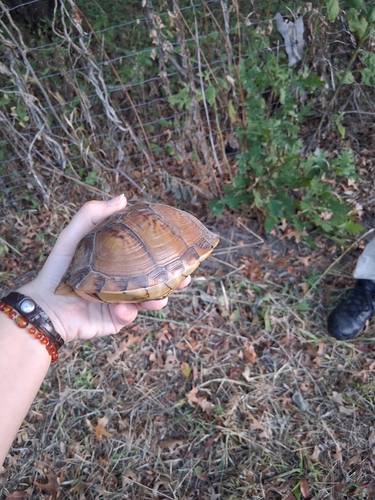 Three-toed Box Turtle