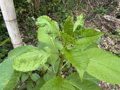 Pokeweed mosaic virus