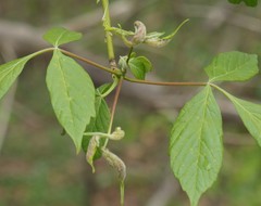 Contarinia negundinis